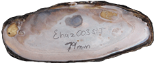 Elliptio ahenea