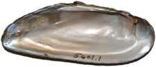 Elliptio angustata