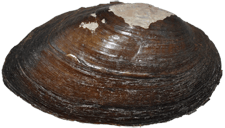 Elliptio arca