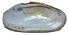 Elliptio arctata
