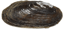Elliptio arctata