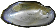 Elliptio chipolaensis