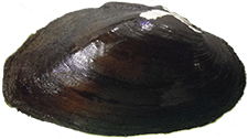 Elliptio chipolaensis