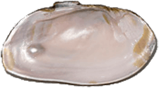 Elliptio complanata