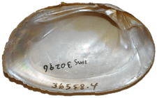 Elliptio congaraea