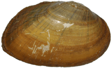 Elliptio congaraea