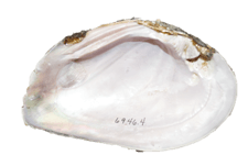 Elliptio crassidens