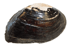 Elliptio crassidens