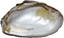 Elliptio dariensis