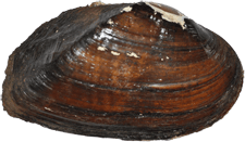 Elliptio dariensis