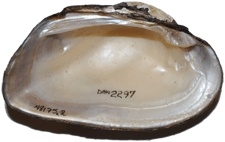 Elliptio downiei