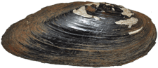 Elliptio fisheriana