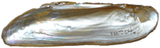 Elliptio folliculata