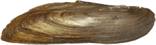 Elliptio folliculata