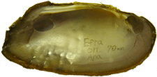 Elliptio fraterna