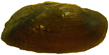 Elliptio fraterna