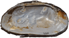 Elliptio fumata