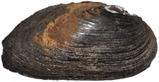 Elliptio fumata
