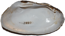 Elliptio hopetonensis
