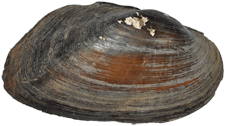 Elliptio hopetonensis