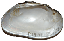 Elliptio icterina