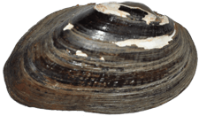 Elliptio icterina