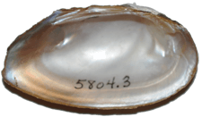 Elliptio jayensis