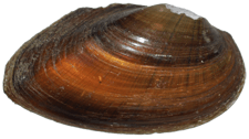 Elliptio jayensis