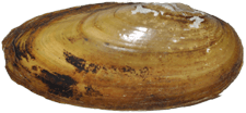 Elliptio lanceolata