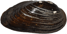 Elliptio marsupiobesa