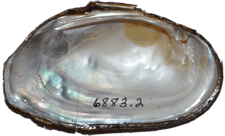 Elliptio mcmichaeli