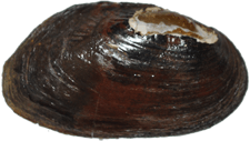 Elliptio mcmichaeli