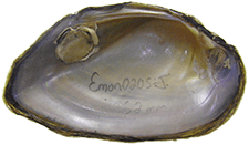 Elliptio monroensis