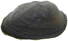 Elliptio monroensis