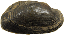 Elliptio nigella
