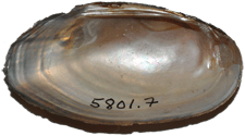 Elliptio occulta