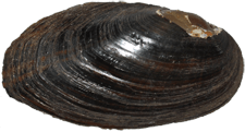 Elliptio occulta