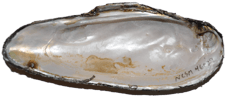 Elliptio producta
