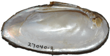 Elliptio pullata