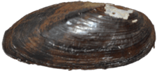 Elliptio pullata