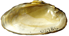 Elliptio purpurella