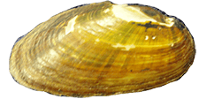 Elliptio purpurella
