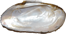 Elliptio roanokensis