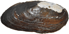 Elliptio roanokensis