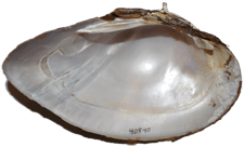 Elliptio spinosa