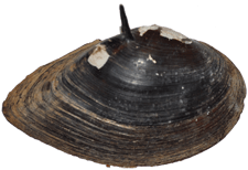 Elliptio spinosa