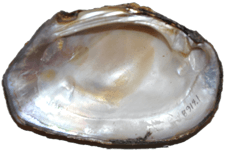 Elliptoideus sloatianus