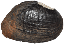 Elliptoideus sloatianus