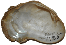 Epioblasma ahlstedti female inner