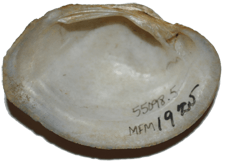 Epioblasma ahlstedti male inner 